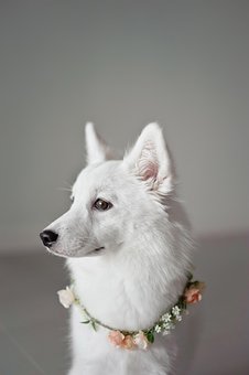 Baltas šuo